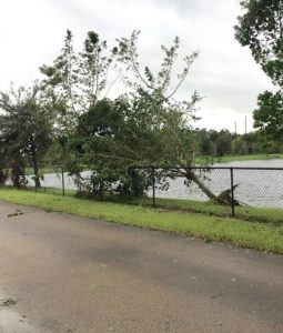 Several Imagine Florida campuses reported downed trees after Hurricane Matthew.